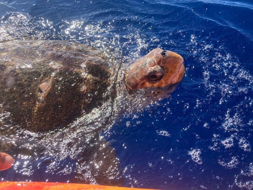 Los Cristianos: Kayak & Snorkel Tour with turtles and photos included - Who Should Book This Los Cristianos Kayak and Snorkel Tour