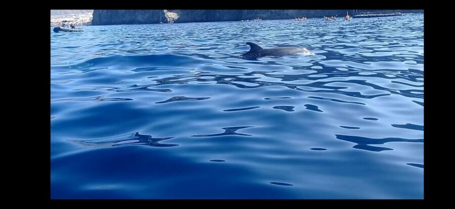 Los Cristianos: Kayak & Snorkel Tour with turtles and photos included - From Los Cristianos to the Fish Farms: The Kayak Route That Sets the Tone