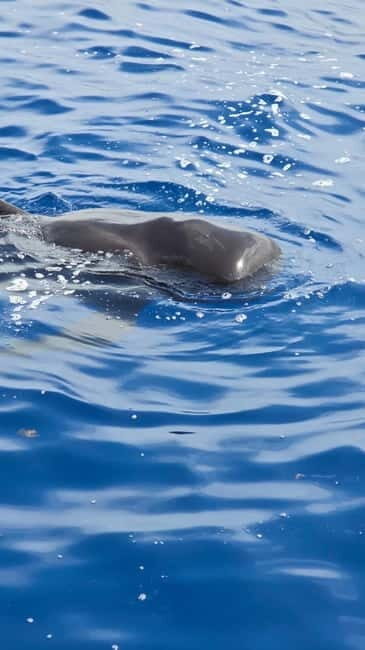 Los Cristianos: Viking Cruise Whales & Dolphins Watching - Key Things You’ll Want to Know First