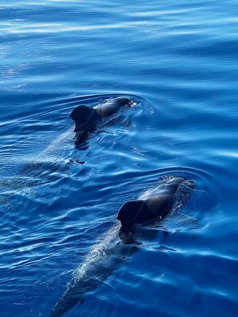 Los Cristianos: Viking Cruise Whales & Dolphins Watching - What You Might See: Pilot Whales, Dolphins, and Occasional Extras