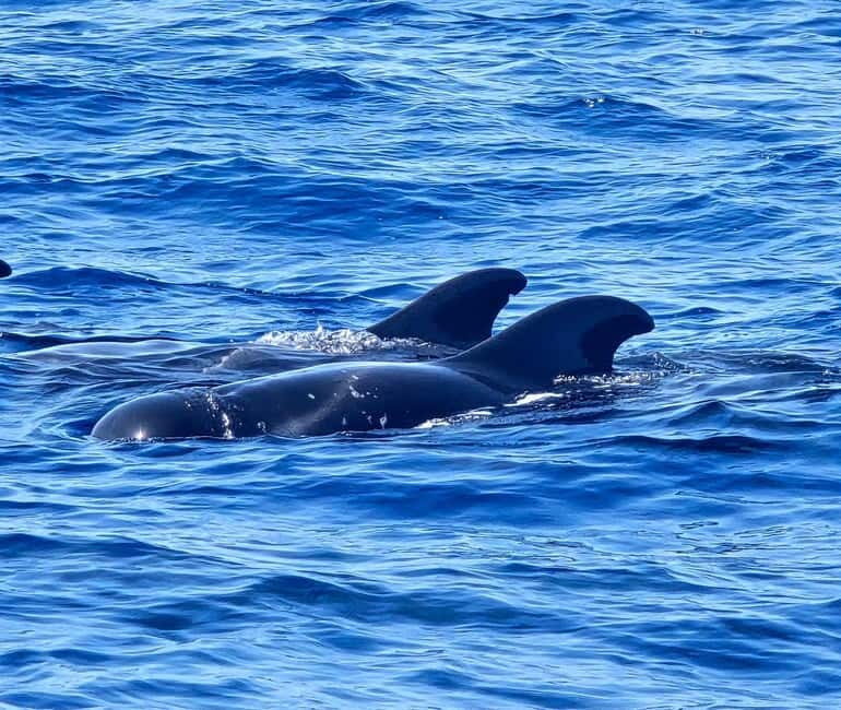 Los Cristianos: Viking Cruise Whales & Dolphins Watching - The Crew Energy: Funny, Organized, and Surprisingly Patient