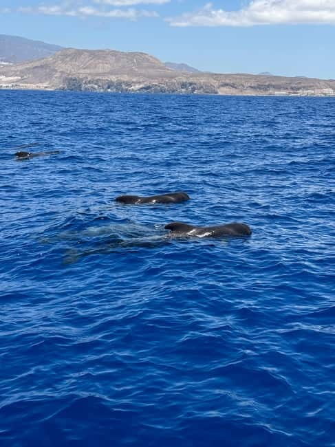 Los Cristianos: Viking Cruise Whales & Dolphins Watching - Sea Conditions and Motion Sickness: Your Main Decision Point