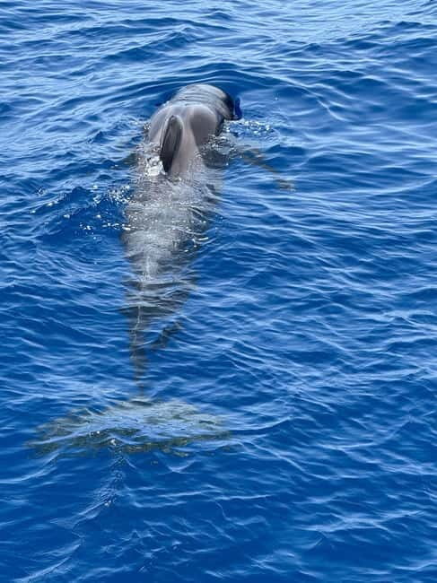 Los Cristianos: Viking Cruise Whales & Dolphins Watching - The 2-Hour Rhythm on the Water (and Why Timing Matters)