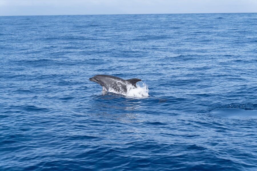 Los Gigantes: Private Sailing Tour with Swim, Drink, & Tapas - Drinks and tapas on deck while the coastline rolls by