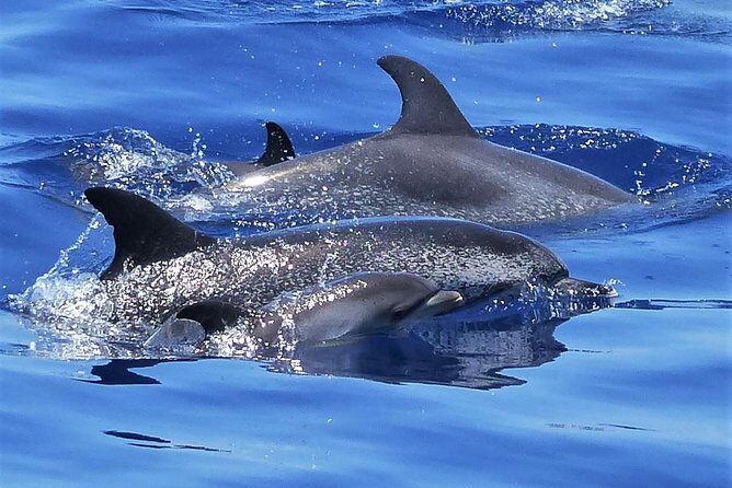 Los Gigantes Whale Watching Charter by Sail Boat - Key highlights at a glance