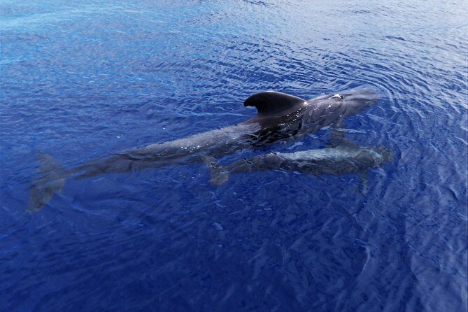 Los Gigantes Whale Watching Charter by Sail Boat - Wildlife watching off Tenerife: what you can realistically hope to see