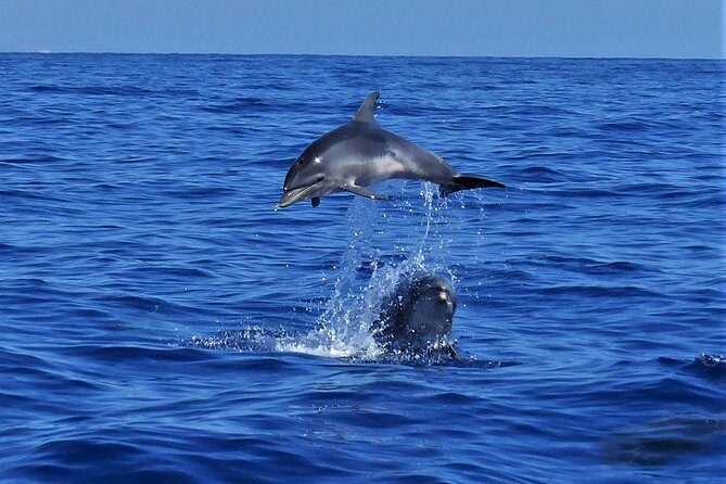 Los Gigantes Whale Watching Charter by Sail Boat - Value check: is $90.70 worth it?