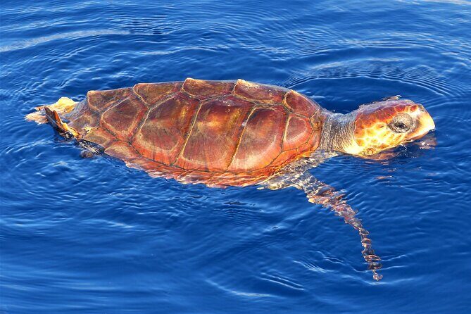 Los Gigantes Whale Watching Charter by Sail Boat - Onboard comfort: the Bavaria Cruiser 45 and why sunbeds matter