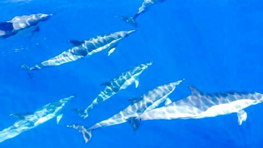 Los Gigantes: Whales and Dolphin Watching Cruise with Lunch - Key highlights worth your attention