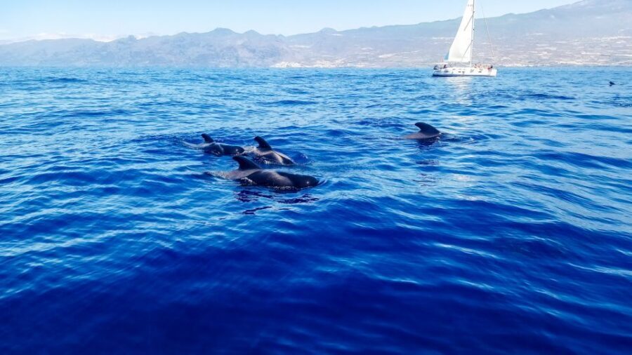 Los Gigantes: Whales and Dolphin Watching Cruise with Lunch - Meeting MPC Yacht Charter: where your cruise life starts