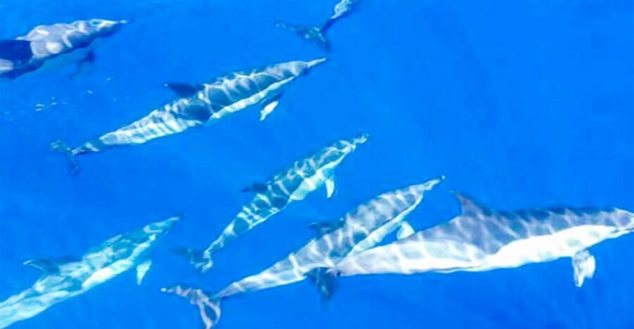 Los Gigantes: Whales and Dolphin Watching Cruise with Lunch - Whale and dolphin spotting: how the search feels (and why it works)