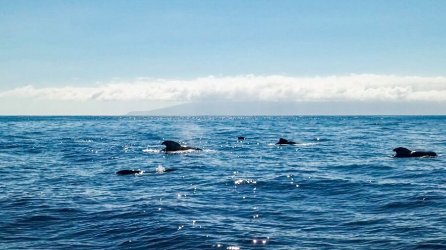 Los Gigantes: Whales and Dolphin Watching Cruise with Lunch - Lunch and drinks onboard: tapas-style, not a formal feast
