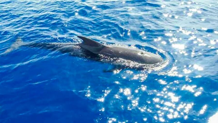 Los Gigantes: Whales and Dolphin Watching Cruise with Lunch - Timing, comfort, and photos: making the most of the 3 hours