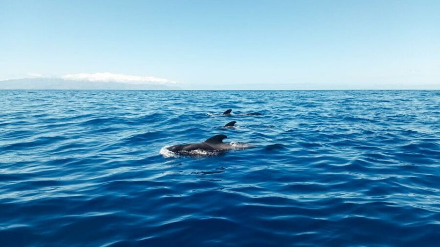 Los Gigantes: Whales and Dolphin Watching Cruise with Lunch - The sail out of Los Gigantes: Teide, La Gomera, and Teno views
