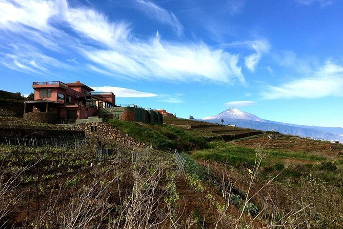 Mount Teide and Tenerife North with Food & Wine Tasting Private Tour - Who should book this Tenerife North mix (and who may want a different plan)