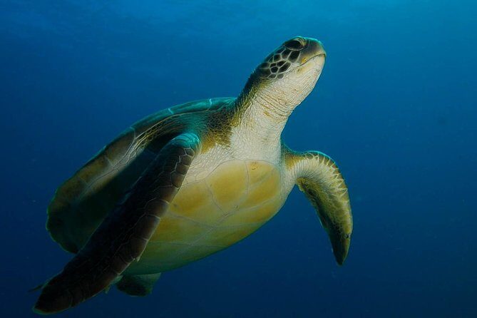 PADI Advanced Open Water Diver Course (AOWD) - 2 days - Key highlights worth knowing before you go
