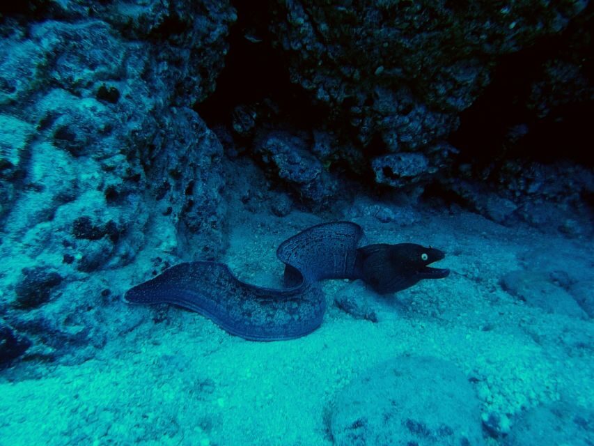 PADI Open Water Course in 3 Days - Should you book this PADI Open Water course in Tenerife?