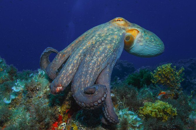 PADI Open Water Diver Course (OWD) - 2.5 days - Key highlights worth your attention