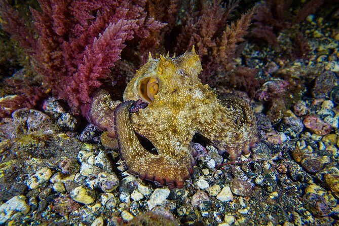 PADI ReActivate, Refresh your scuba skills! - Price and what you actually get for $155
