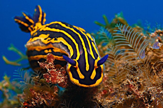 PADI ReActivate, Refresh your scuba skills! - Underwater time near the harbour: fish spotting and calm conditions