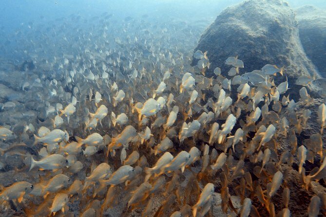 PADI Scuba Dive Course in Costa Adeje - What You Actually Get: The PADI Scuba Diver Rating (Not Open Water Yet)