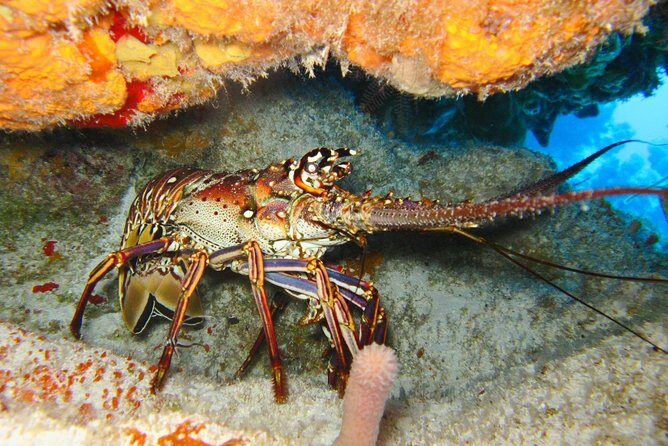 PADI Scuba Dive Course in Costa Adeje - Price and Value: What $300.67 Really Buys You