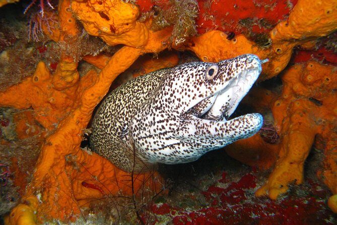PADI Scuba Dive Course in Costa Adeje - Weather, Swimming Ability, and Who This Suits Best