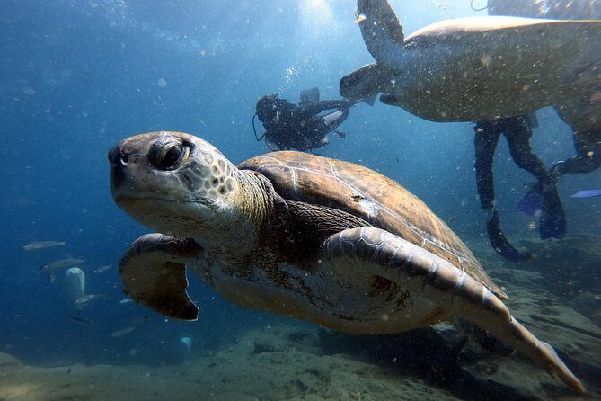 PADI Scuba Dive Course in Costa Adeje - Booking Checklist: How to Get the Most Out of Your Short Course