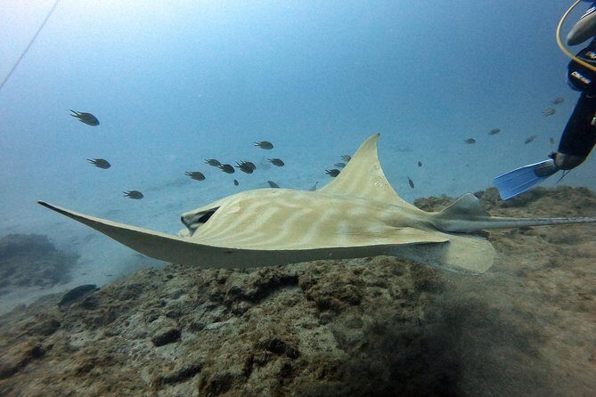 PADI Scuba Dive Course in Costa Adeje - Should You Book This PADI Scuba Diver Course in Costa Adeje?