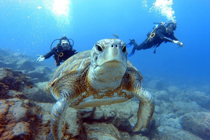 PADI Scuba Dive Course in Costa Adeje - Getting There in Costa Adeje: Meeting Point and Timing That Add Up