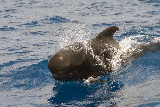 Private 2 hour Whale Watching Tour - Puerto Colón Marina: easy to reach, built for departing at sea