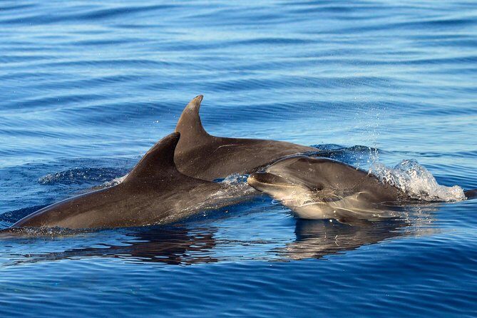 Private 2 hour Whale Watching Tour - Biologists onboard: not just facts, but context for what you’re seeing