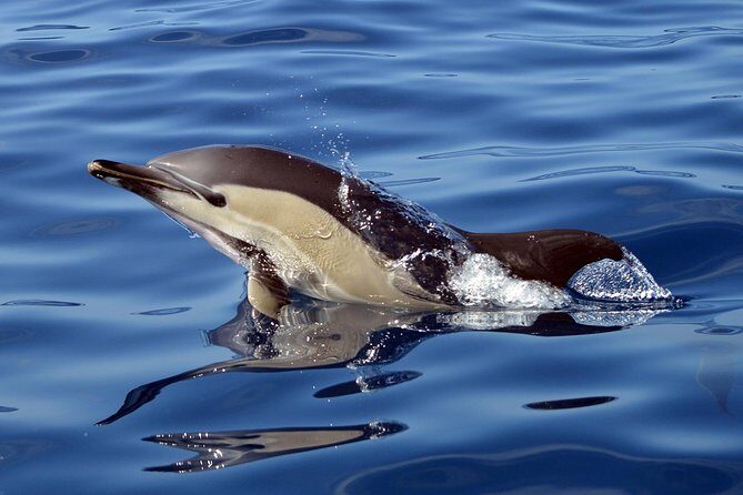 Private 2 hour Whale Watching Tour - Hydrophone listening: hearing communication, not just spotting a spout