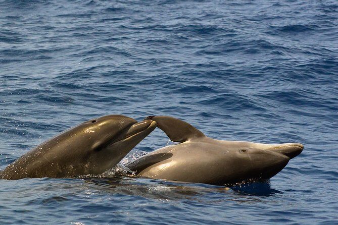 Private 2 hour Whale Watching Tour - What you might spot off Tenerife (based on real sightings)
