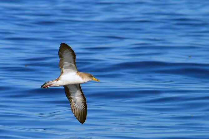 Private 2 hour Whale Watching Tour - Photos after the tour: a real quality-of-life upgrade