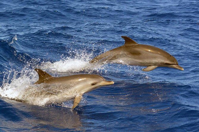 Private 2 hour Whale Watching Tour - Comfort, seasickness, and who should think twice