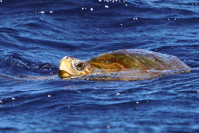 Private 2 hour Whale Watching Tour - Private tour value: what you’re really paying for