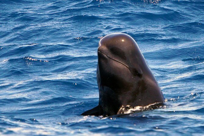 Private 2 hour Whale Watching Tour - The 2-hour plan: briefing on land, then a rule-following approach offshore