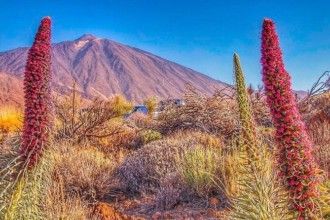 Private 8 hours Tour to El Teide from Tenerife Hotel with driver/guide - Getting to Teide without the headache