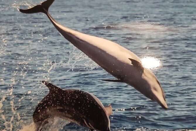private charter 3 Hours Whale Encounter puerto colon adeje - What you’ll actually do on the water