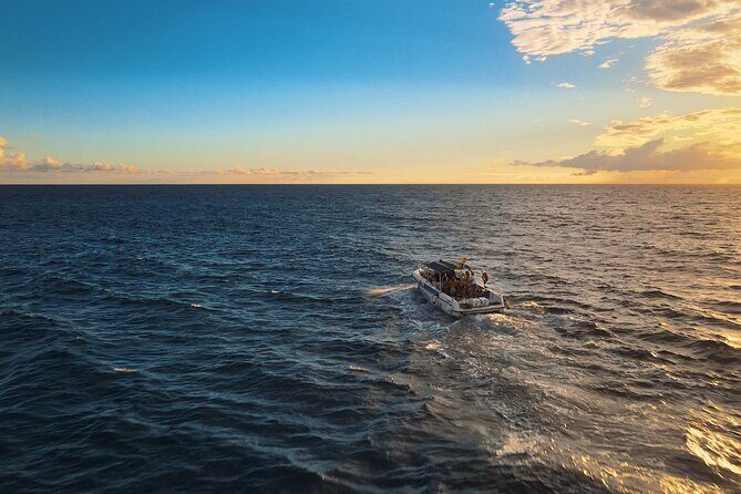 private charter 3 Hours Whale Encounter puerto colon adeje - Key highlights you should care about
