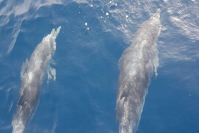 private charter 3 Hours Whale Encounter puerto colon adeje - Where you start: Costa Adeje meeting points and the Puerto Colón departure