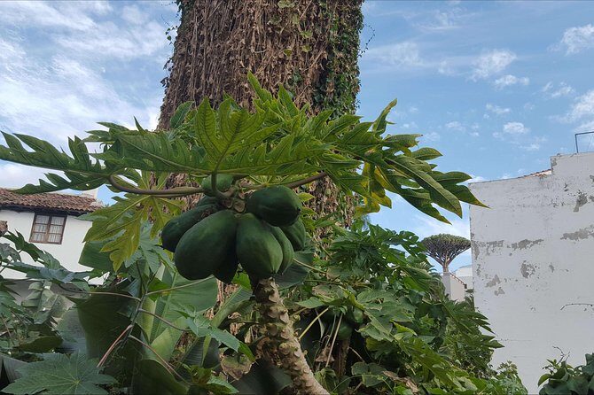 Private Shore Excursion in Tenerife from your Cruise Ship - Practical tips for your best day at Teide and beyond