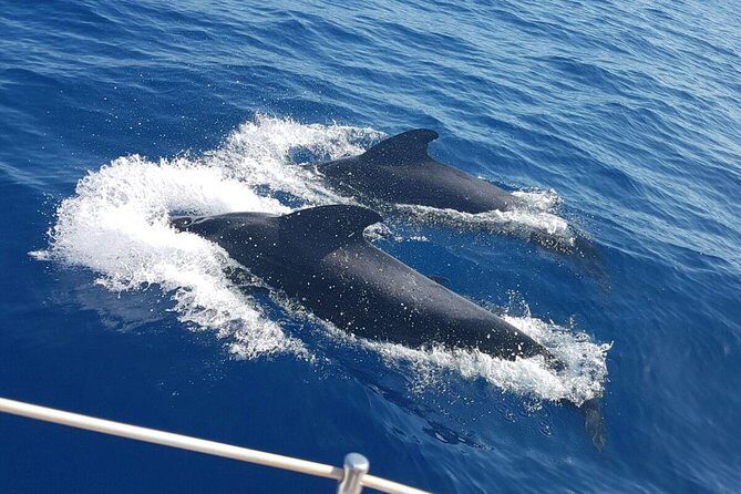 Private Yacht Tour With Whale and Dolphin Watching 42 Foot Boat - The Cruise Plan: Boarding Briefing to Anchor-and-Swim Time