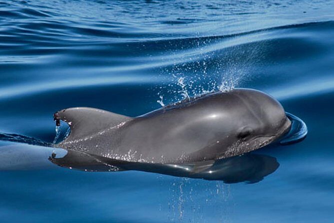Private Yacht Tour With Whale and Dolphin Watching 42 Foot Boat - Snorkeling Gear and What You Might See Underwater