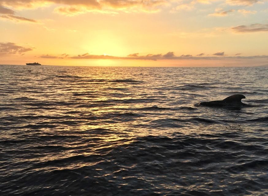 Puerto Colon: Whale-Watching Sailing Tour with Meal & a Swim - Who This Tour Suits Best (and Who Should Skip It)