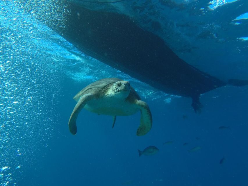 Puerto Colon: Whale-Watching Sailing Tour with Meal & a Swim - Why the Small Group (Up to 11) Helps Your Chances