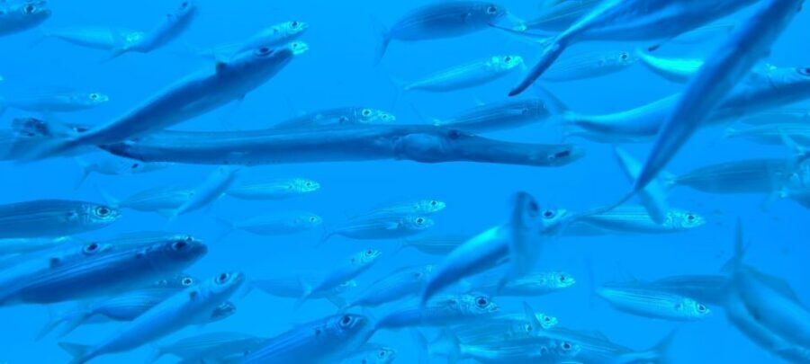 Puerto de la Cruz: Submarine Trip and Beach Stop in Tenerife - Playa de las Américas: your 2-hour beach window for lunch, shopping, or rest