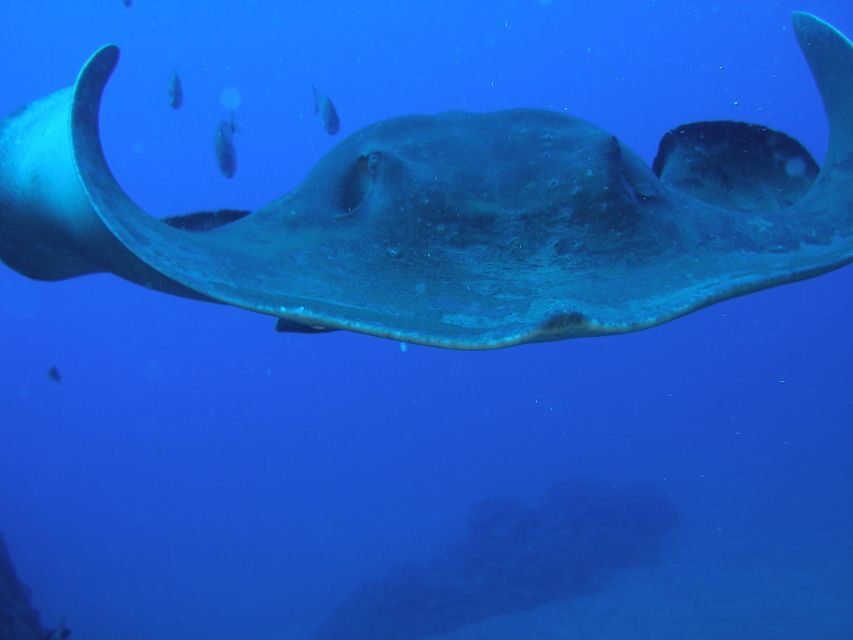 Puerto de la Cruz: Submarine Trip and Beach Stop in Tenerife - Who this trip fits best (and who should think twice)