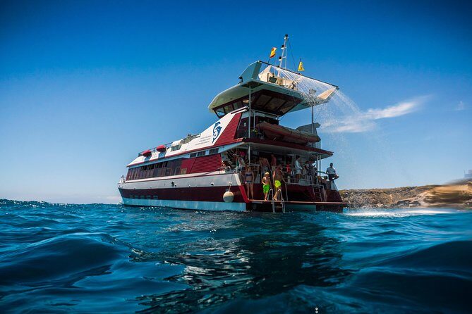 Royal Delfin 3H Dolphin & Whale Watching! Swimming & Lunch! - Royal Delfin’s 3 hours on the water: what the morning rhythm is like